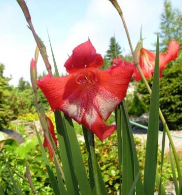 Saunders Gladiolus