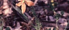 Papaver Species, Bristle Poppy, Orange Poppy, South African Poppy
