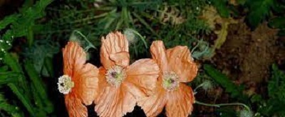 Papaver Species, Armenian Poppy