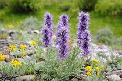 Phacelia Species, Alpine Phacelia, Silky Phacelia