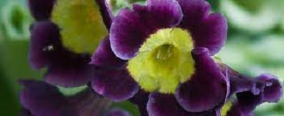 Primula, Border Auricula, Garden Primrose Gigantea