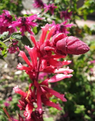 Salvia Species, Wagners Sage