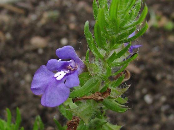 Salvia Species, Texas Blue Sage