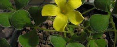 Oxalis, Wood Sorrel Ken Aslet