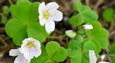 Oxalis Species, Wood Sorrel