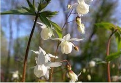 Epimedium, Barrenwort, Bishop's Hat, White Epimedium, Young's Barrenwort 'Niveum'