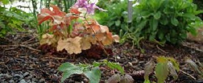Epimedium, Youngs Barrenwort Roseum