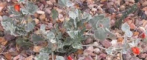 Sphaeralcea Species, Jones Globemallow, Tufted Globemallow
