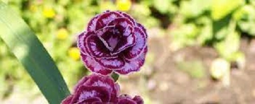 China Pinks Laced Romeo