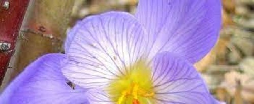 Autumn Crocus, Fall Crocus Conqueror