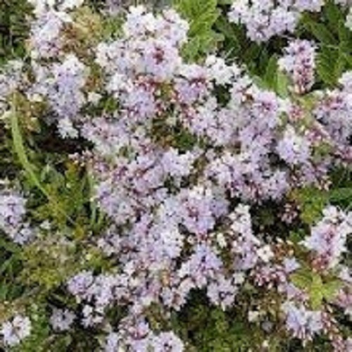 Veronica, Hebe Hartii