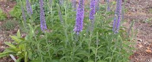 Veronica Species,