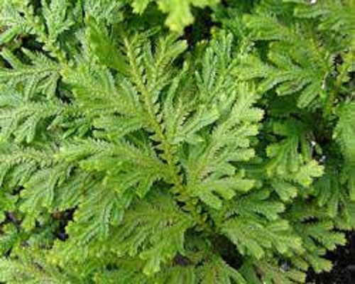 Selaginella Species, Gemmiferous Spikemoss