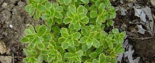 Sedum, Creeping Stonecrop, Variegated Sedum Variegata