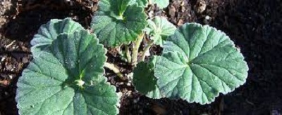 Pelargonium Species, Turkish Pelargonium