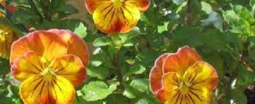 Viola, Perennial Pansy Angel Amber Kiss