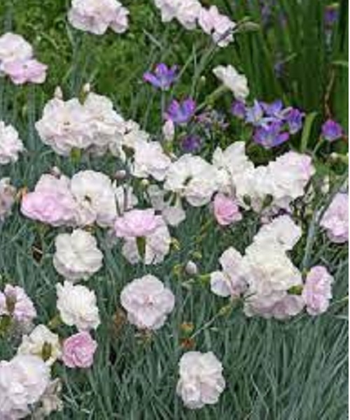 Dianthus, Double Garden Pink Inchmery
