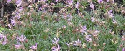 Geranium, Hardy Geranium, Meadow Cranesbill New Dimension