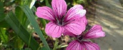 Geranium, Cranesbill, Hardy Geranium 'Sue Crug'