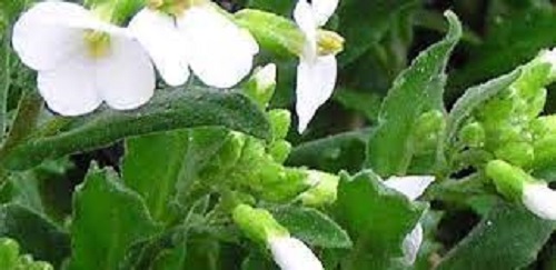 Arabis Species, Rock Cress, Rockcress