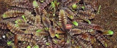 Leptinella Species, Brass Buttons
