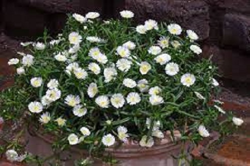 Delosperma Species, White Ice Plant