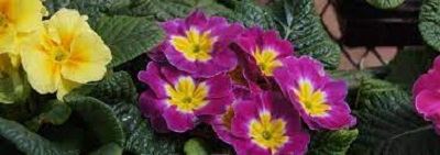 Primula, Common Primrose, English Primrose Danova Pink