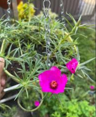 Moss Rose, Rose Moss Giant Pink Radiance