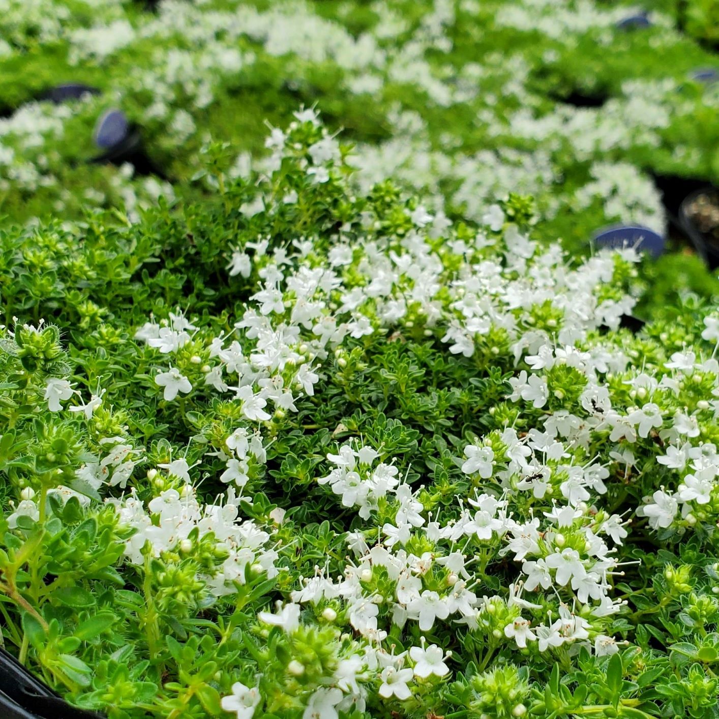 White Creeping Thyme Albiflorus