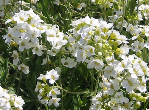 Schivereckia