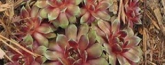 Sempervivum, Hen-and-Chickens, Houseleek, Old Man & Woman, Roof House Leek 'Ruby Hearts'