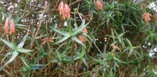 Aloe Species, Climbing Aloe