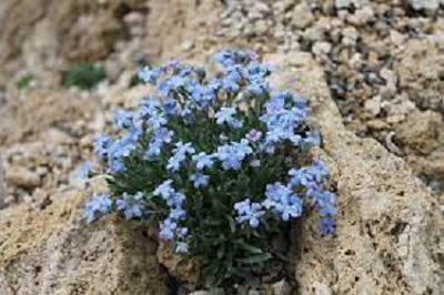 Howards Alpine Forget-Me-Not