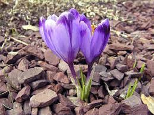 Crocus National Park