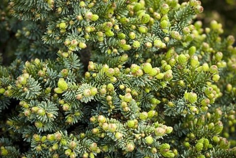 Serbian Spruce Guenter