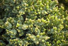 Serbian Spruce 'Guenter'