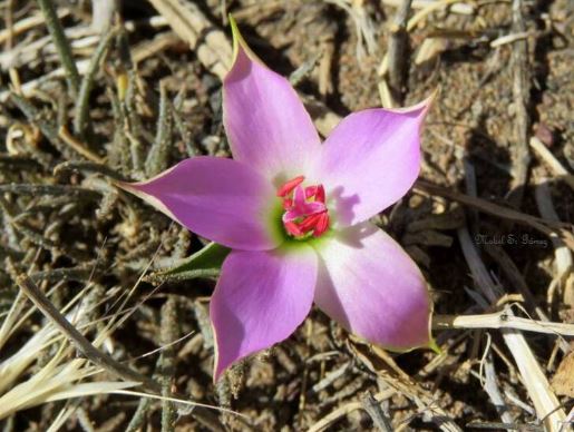 Montiopsis Species