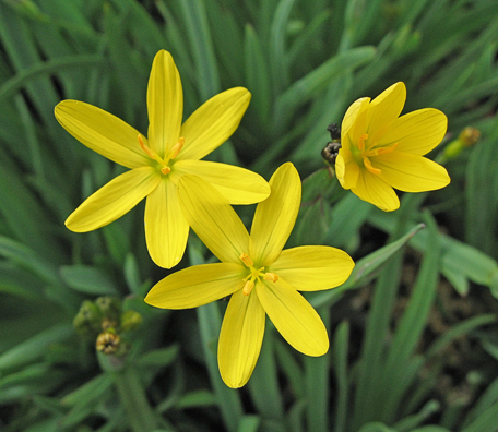 Yellow Eyed Grass