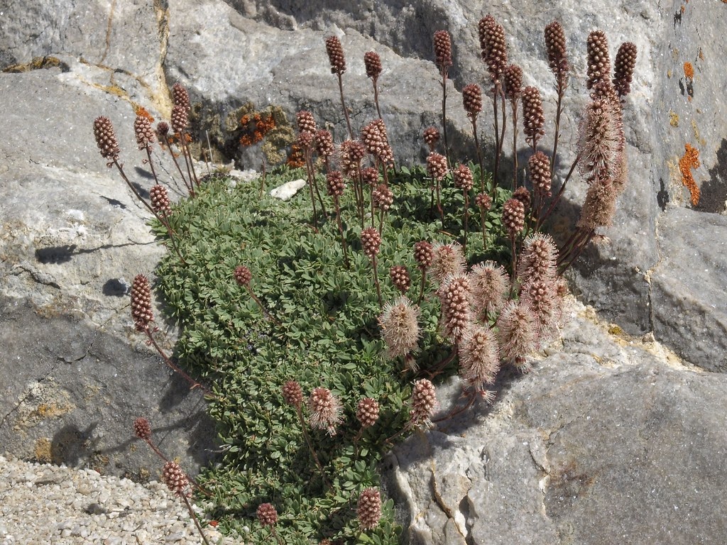 Rock Spiraea