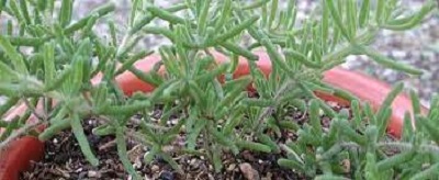 Drosanthemum Species, Hairy Dewflower, Purple Ice Plant
