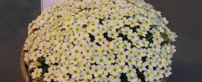 Dionysia Monica