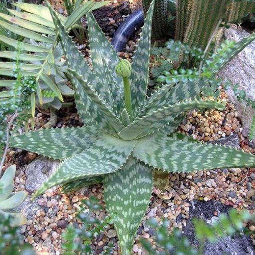 Aloe Transvaal Form