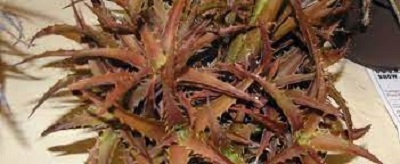 Orthophytum Bromeliad