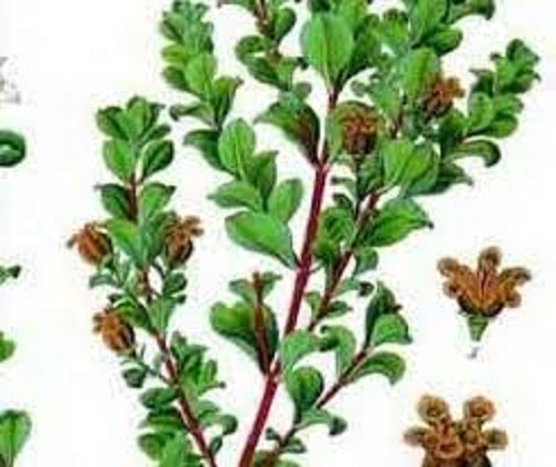 Agathosma Species, Round-Leaf Buchu