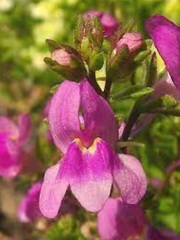 Linaria, Dwarf Toadflax, Dwarf Baby Snapdragon 'Fantasy Speckled Pink'