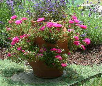 Moss Rose, Rose Moss Tequila Fuchsia