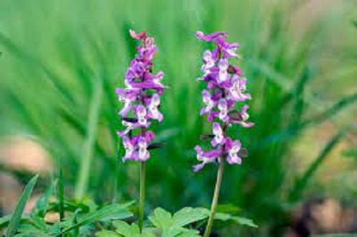 Corydalis Species