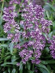 Penstemon, Beard Tongue, Upright Blue Beardtongue, Pride of the Mountain 'Blue Buckle'
