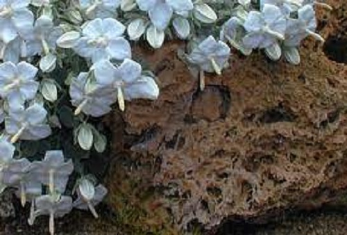 Campanula Species, Turkish Bellflower, White Bellflower