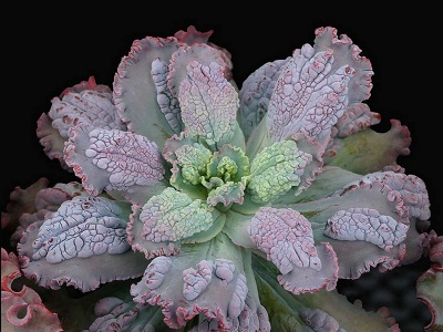 Echeveria Virginia Lee
